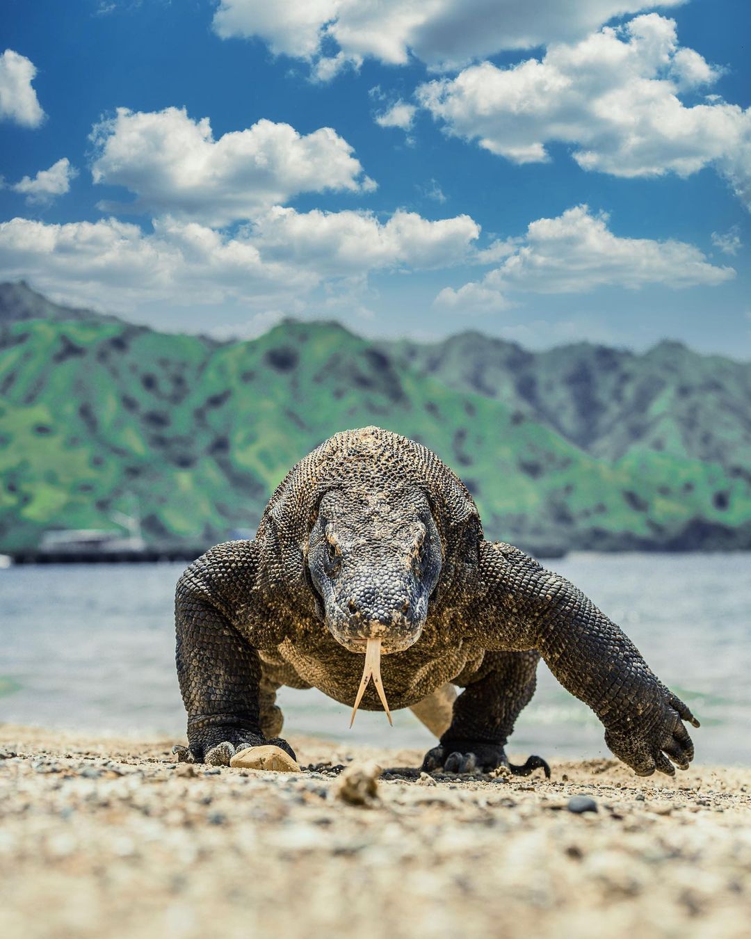 Komodo Berkeliaran Di Labuan Bajo